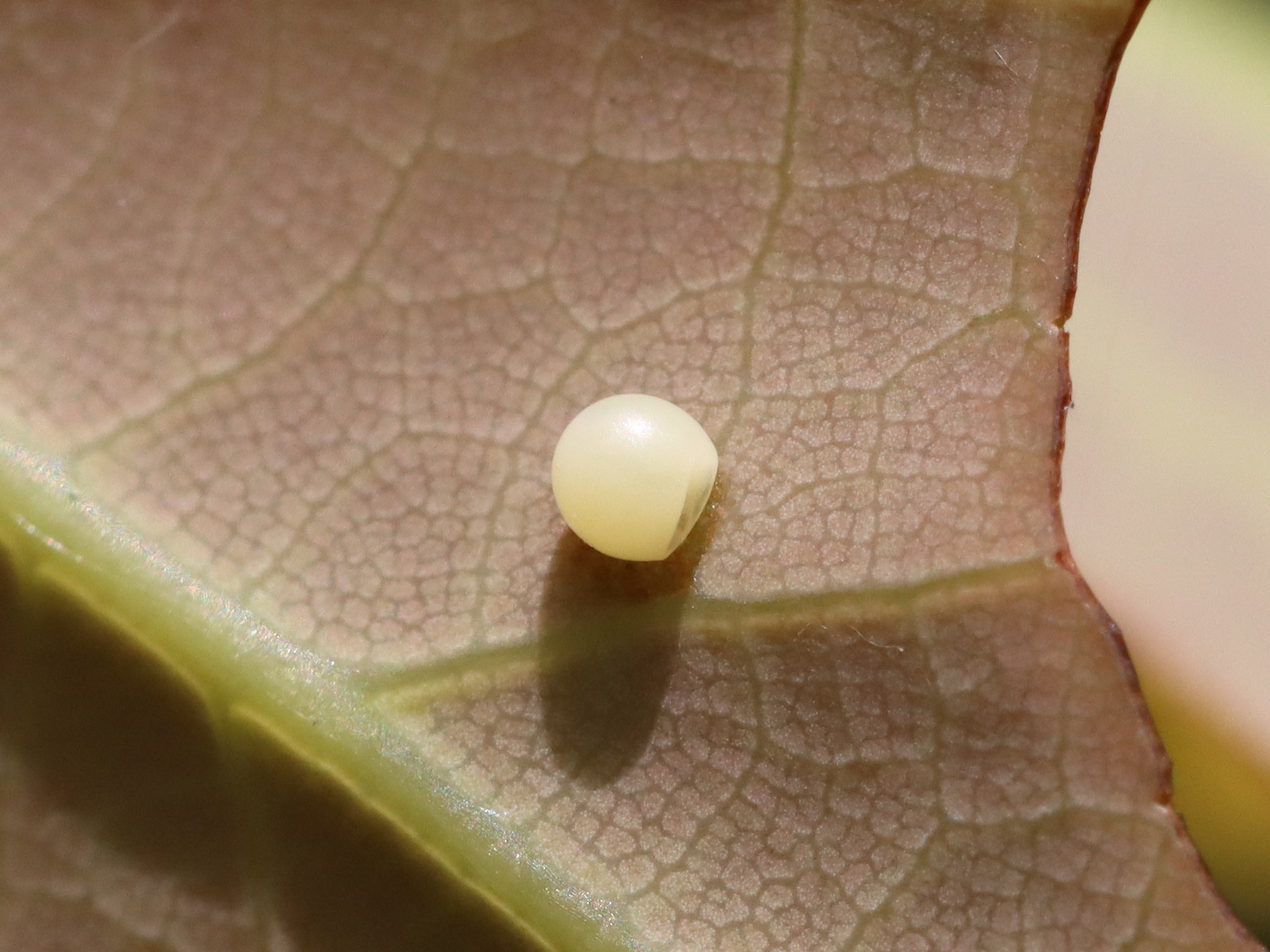 アオスジアゲハ